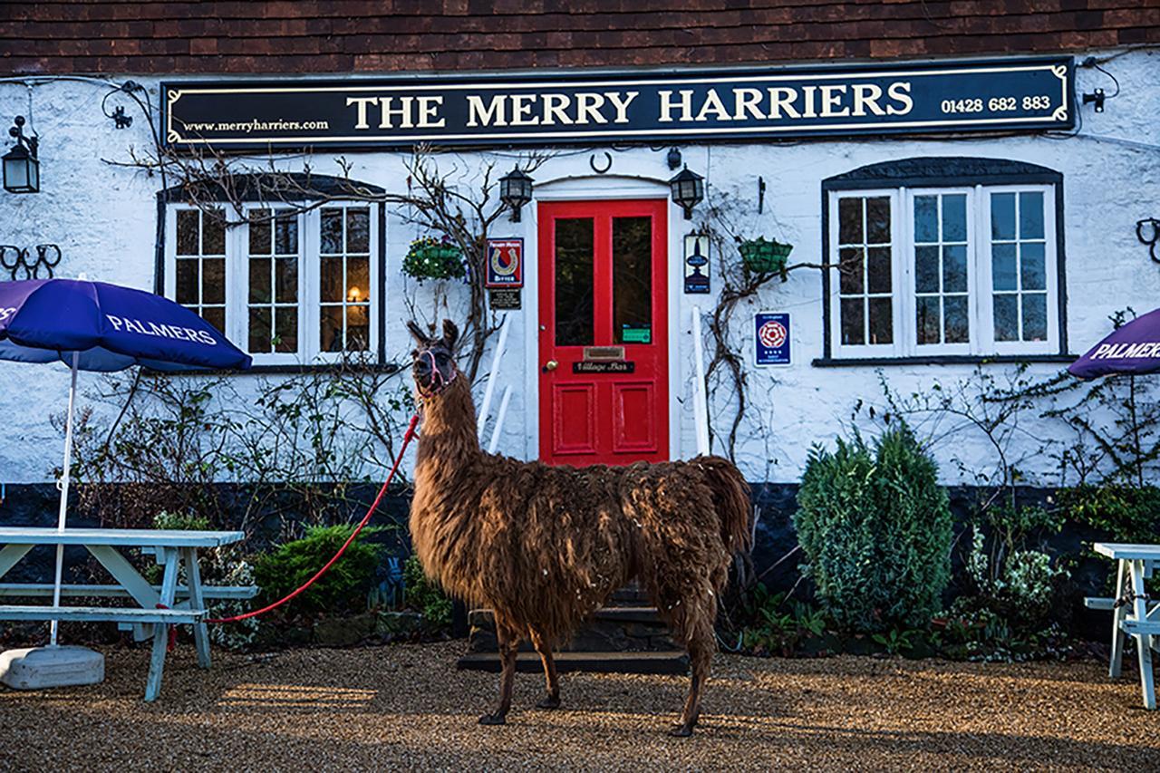 The Merry Harriers Bed & Breakfast กอดัลมิง ภายนอก รูปภาพ