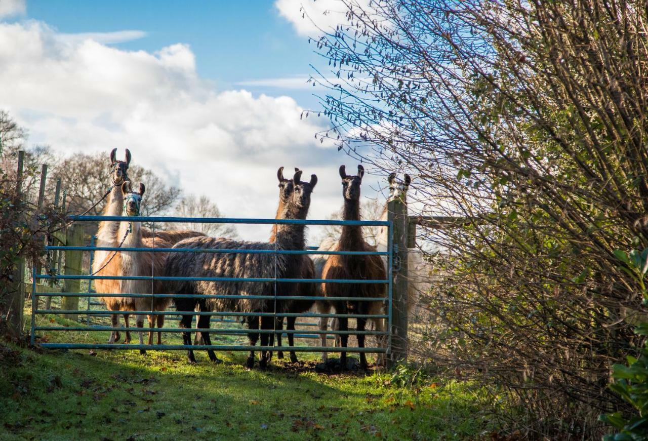 The Merry Harriers Bed & Breakfast กอดัลมิง ภายนอก รูปภาพ